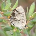 Jalmenus evagoras (Common Imperial Blue).jpg